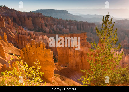 Pin (Pinus flexilis), croissant sur le bord de l'amphithéâtre de Bryce Canyon avec l'American tremble, Populus tremuloides, USA, Utah, Bryce Canyon National Park, Colorado Plateau Banque D'Images