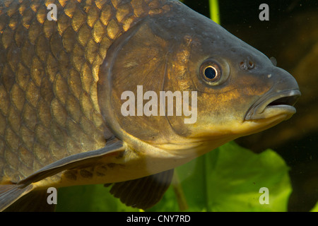 Gibel, carp carp prussien, allemand la carpe, le carassin (Carassius auratus gibelio), portrait Banque D'Images