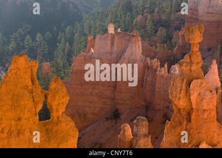 Hoodoo célèbre "Thor's Hammer" dans le gigantesque amphithéâtre naturel de Bryce Canyon dans la lumière du matin, USA, Utah, Bryce Canyon National Park, Colorado Plateau Banque D'Images