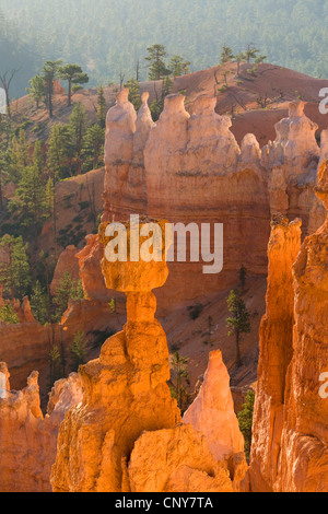 Hoodoo célèbre "Thor's Hammer" dans le gigantesque amphithéâtre naturel de Bryce Canyon dans la lumière du matin, USA, Utah, Bryce Canyon National Park, Colorado Plateau Banque D'Images