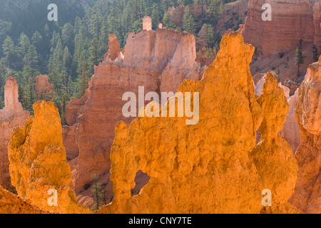Formations rocheuses dans l'amphithéâtre dans la lumière du matin, USA, Utah, Bryce Canyon National Park, Colorado Plateau Banque D'Images