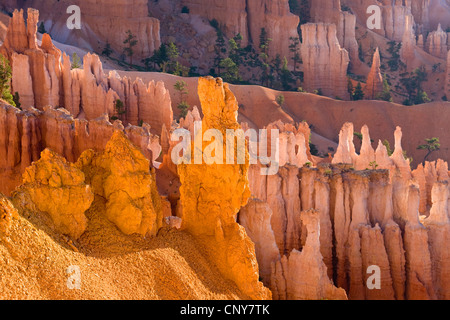 Vue du coucher du Soleil à différents points dans les cheminées de forme bizarre amphithéâtre naturel géant de Bryce Canyon dans la lumière du matin, USA, Utah, Bryce Canyon National Park, Colorado Plateau Banque D'Images