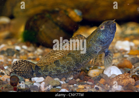 Gobie (Proterorhinus marmoratus marmoratus) Gobius, homme, sur la masse de gravier Banque D'Images