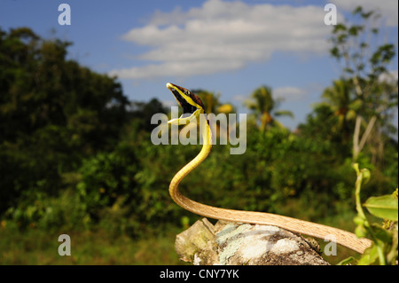 Serpent de vigne mexicaine (Oxybelis aeneus), menaçant, le Honduras, La Mosquitia, Las Marias Banque D'Images