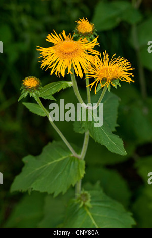 Heartleaf oxeye, Grand jaune oxeye (Telekia speciosa), blooming Banque D'Images