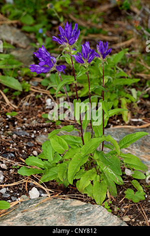 Bellflower en cluster, Dane's-sang (Campanula glomerata), blooming, Allemagne Banque D'Images