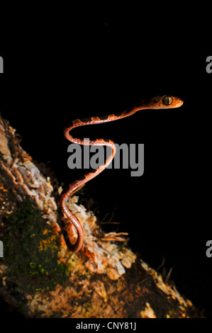 Serpent à tête émoussé (Imantodes cenchoa), à un tronc d'arbre, le Honduras, La Mosquitia, Las Marias Banque D'Images