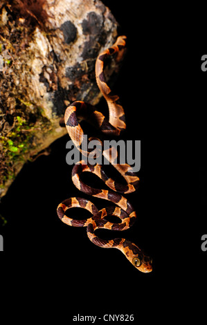 Serpent à tête émoussé (Imantodes cenchoa), à un tronc d'arbre, le Honduras, La Mosquitia, Las Marias Banque D'Images