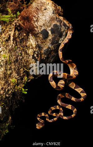 Serpent à tête émoussé (Imantodes cenchoa), à un tronc d'arbre, le Honduras, La Mosquitia, Las Marias Banque D'Images