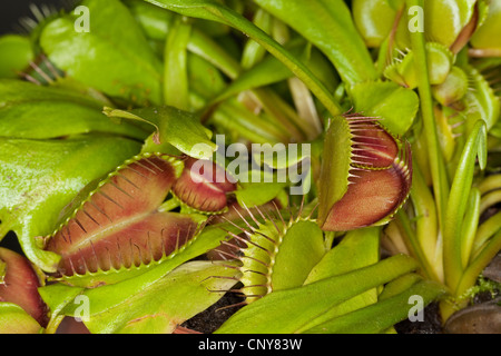 La Dionée, Venus Flytrap, Venus' Flytrap, Venus Fly Trap, Venus Fly Trap'Venus', Fly Trap, Fly-Trap (Dionaea muscipula), ouvert et fermé des pièges à feuilles Banque D'Images