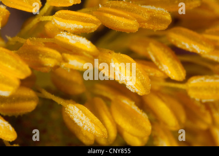 Anemone japonais, japonais, chinois windflower anemone (Anemone hupehensis Anemone hupehensis var. hupehensis,), l'endurance avec du pollen Banque D'Images