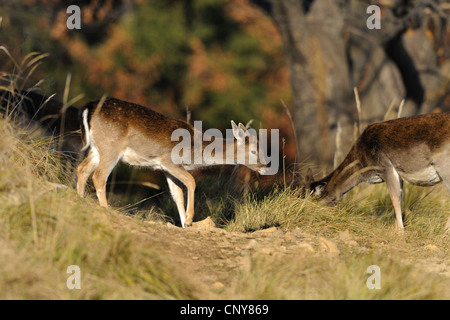 Le daim (Dama dama, Cervus dama), juvénile sur une clairière, Autriche Banque D'Images