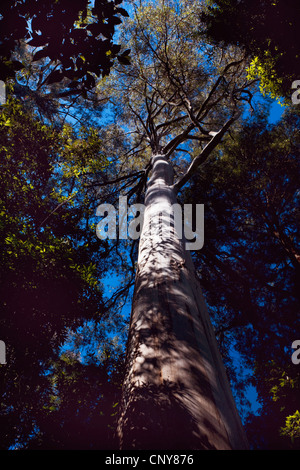 Eucalyptus (Eucalyptus gum, spec.), qui menace d'arbres dans une forêt, l'Australie, Victoria, le Parc National d'Otway, Maits Rest Banque D'Images