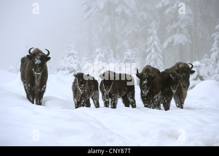 Bison d'Europe, Bison (Bison bonasus), groupe debout dans la neige, en Allemagne, en Bavière, Parc National de la Forêt bavaroise Banque D'Images