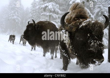 Bison d'Europe, Bison (Bison bonasus), groupe debout dans la neige, en Allemagne, en Bavière, Parc National de la Forêt bavaroise Banque D'Images
