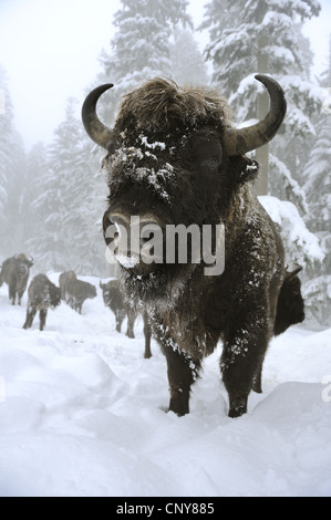 Bison d'Europe, Bison (Bison bonasus), groupe debout dans la neige, en Allemagne, en Bavière, Parc National de la Forêt bavaroise Banque D'Images