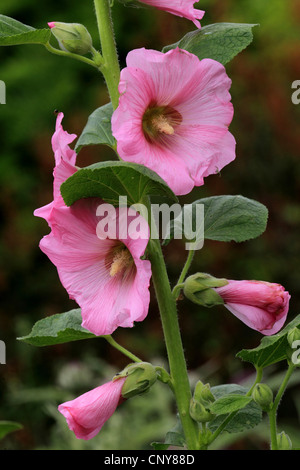 Holly Hock, rose trémière (Alcea rosea, Althaea rosea), fleurs Banque D'Images