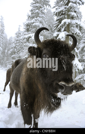 Bison d'Europe, Bison (Bison bonasus), debout dans la neige, en Allemagne, en Bavière, Parc National de la Forêt bavaroise Banque D'Images