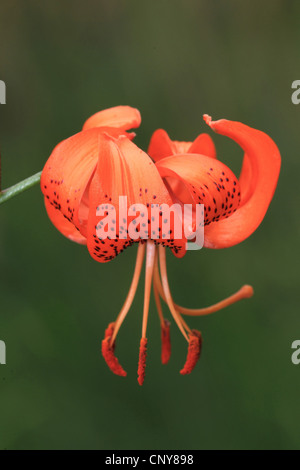 Feuilles lancéolées, Tiger Lily Tiger Lily (Lilium lancifolium, Lilium tigridum), fleur de lys orange Banque D'Images