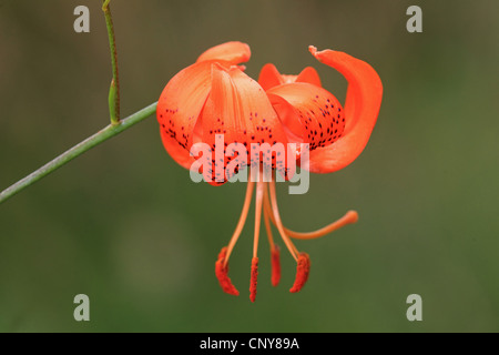 Feuilles lancéolées, Tiger Lily Tiger Lily (Lilium lancifolium, Lilium tigridum), fleur de lys orange Banque D'Images