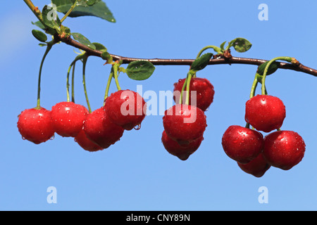 De cerise sauvage, cerise, gean, le merisier (Prunus avium), cerise rouge, à la succursale Banque D'Images