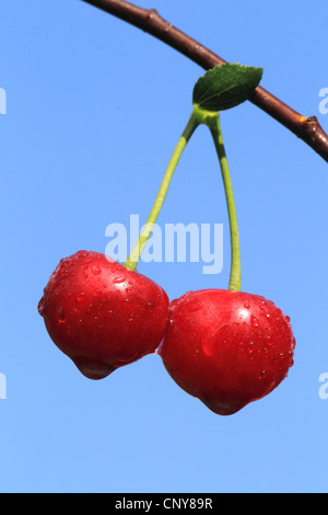 De cerise sauvage, cerise, gean, le merisier (Prunus avium), cerise rouge, à la succursale Banque D'Images