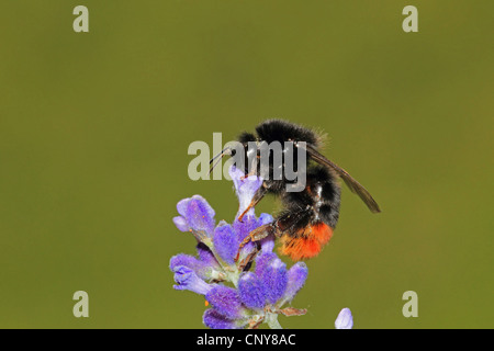 Le cerf rouge de bourdons (Bombus lapidarius, Pyrobombus lapidarius, Aombus lapidarius), nectar de succion à la lavande, Allemagne Banque D'Images