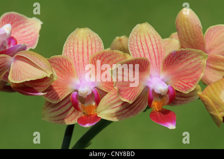 Orchidée papillon (Phalaenopsis 'Table Dance', Phalaenopsis, Table Dance) Danse Table cultivar Banque D'Images