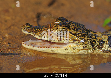 Caiman paraguayenne (Caiman yacare, Caiman crocodilus yacare), portrait d'un jeune avec la bouche ouverte, le Honduras, La Mosquitia, Las Marias Banque D'Images