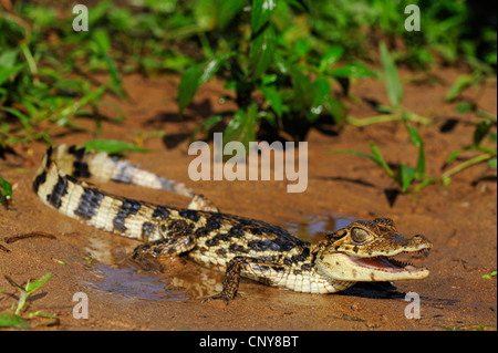 Caiman paraguayenne (Caiman yacare, Caiman crocodilus yacare), juvénile située au bord de l'eau, le Honduras, La Mosquitia, Las Marias Banque D'Images