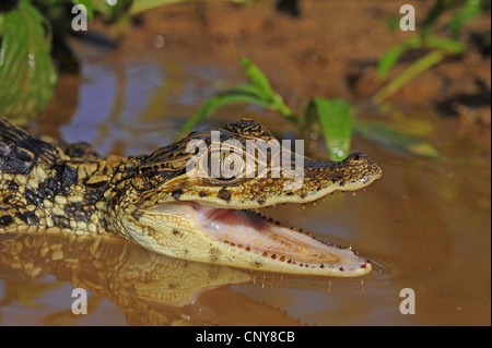 Caiman paraguayenne (Caiman yacare, Caiman crocodilus yacare), portrait d'un jeune avec la bouche ouverte, le Honduras, La Mosquitia, Las Marias Banque D'Images