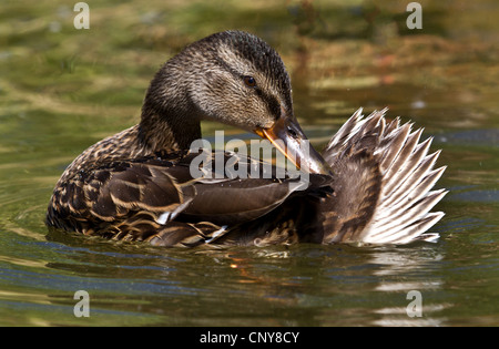 Le Canard colvert (Anas platyrhynchos), le toilettage, la Suède Banque D'Images