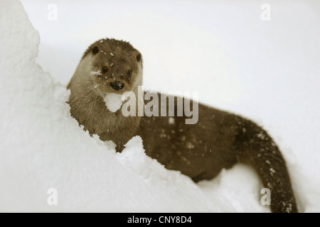 La loutre d'Europe, loutre d'Europe, la loutre (Lutra lutra), dans la neige, en Allemagne, en Bavière, Parc National de la Forêt bavaroise Banque D'Images