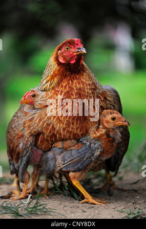 Les oiseaux domestiques (Gallus gallus f. domestica), avec chick, Honduras Banque D'Images