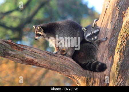 Politique raton laveur (Procyon lotor), deux ratons laveurs sur un arbre, Allemagne Banque D'Images