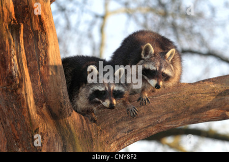 Politique raton laveur (Procyon lotor), deux ratons laveurs sur un arbre, Allemagne Banque D'Images