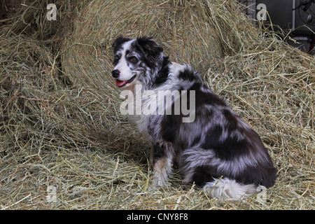 Berger Australien (Canis lupus f. familiaris), assis dans la paille Banque D'Images