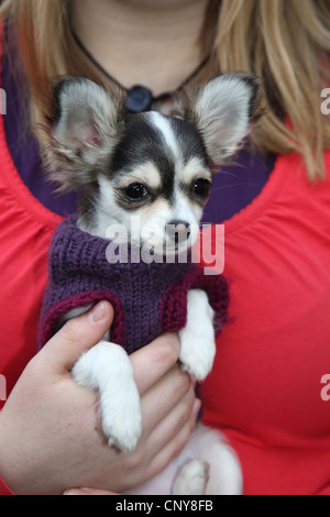 Chihuahua (Canis lupus f. familiaris), Girl with young Chihuahua dans les mains Banque D'Images