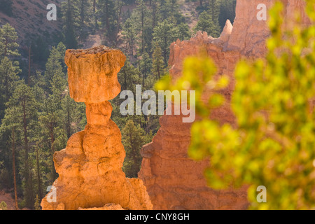 Hoodoo célèbre "Thor's Hammer" dans le gigantesque amphithéâtre naturel de Bryce Canyon dans la lumière du matin, USA, Utah, Bryce Canyon National Park, Colorado Plateau Banque D'Images