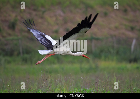 Cigogne Blanche (Ciconia ciconia), voler, Allemagne Banque D'Images