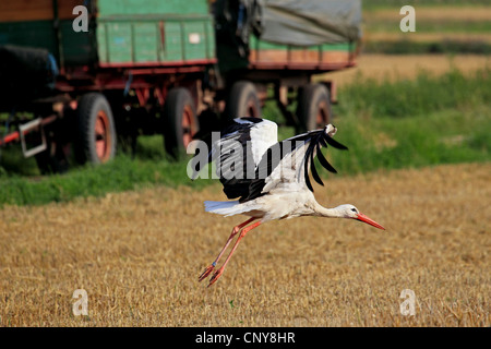 Cigogne Blanche (Ciconia ciconia), volant au-dessus de champ de chaumes, Allemagne Banque D'Images