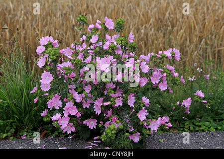 Musk mallow, musc cheeseweed (Malva moschata), qui fleurit à une route, Allemagne Banque D'Images