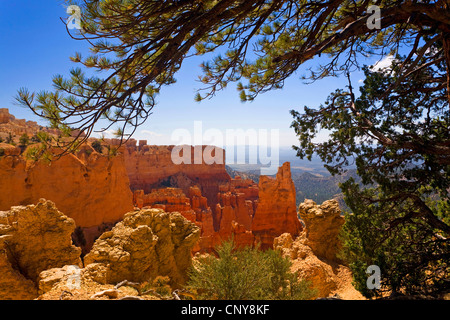 Vue du port Vue de la formations de roche de forme bizarre de Bryce Canyon, le pin en premier plan, USA, Utah, Bryce Canyon National Park, Colorado Plateau Banque D'Images