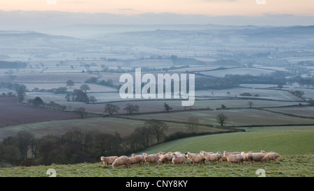 Des moutons paissant sur Raddon Hill, au-dessus d'un paysage rural d'hiver panoramique couverte de brouillard et de givre, Mid Devon, Angleterre. Banque D'Images