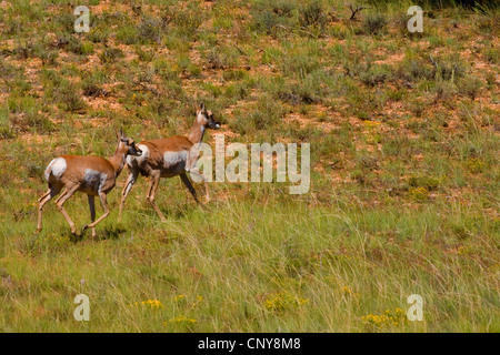 Pronghorn (Antilocapra americana), deux femelles fuyant, USA, Utah, Bryce Canyon National Park, Colorado Plateau Banque D'Images