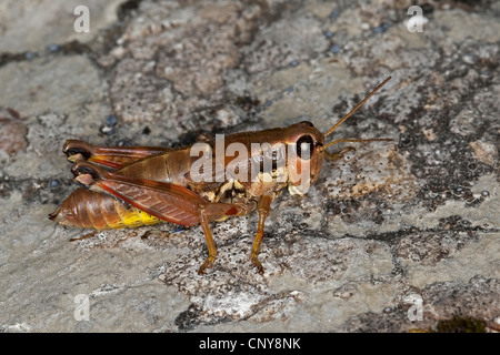 Brown mountain Podisma pedestris (sauterelles), assis sur la roche Banque D'Images