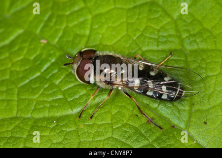 Le puceron du chou (Scaeva pyrastri hover fly), homme assis sur une feuille Banque D'Images