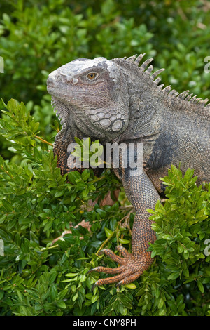 Iguane vert, Iguana iguana iguana (commune), assis sur le buis Banque D'Images