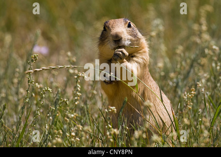 Chien de prairie de l'Utah (Cynomys parvidens), assis dans l'herbe, USA, Utah, Bryce Canyon National Park, Colorado Plateau Banque D'Images