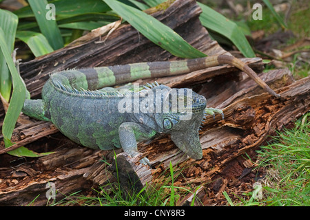 Iguane vert, Iguana iguana iguana (commune), assis sur le bois mort Banque D'Images